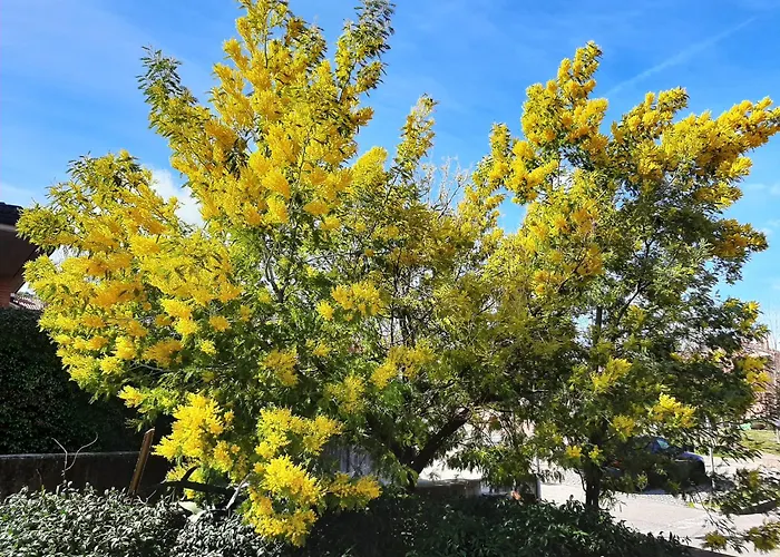 La Mimosa Апартаменты Доцца