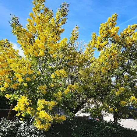 La Mimosa Apartamento Dozza